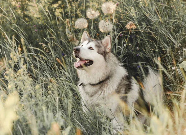 Sød hund i højt græs - Stock-foto