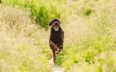 Gordon setter köpeği doğada koşuyor