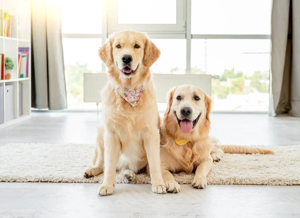 Par de golden retrievers usando lenços — Fotografia de Stock