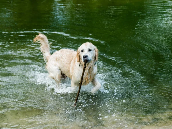 Cute dog running out of lake — Stock Photo, Image