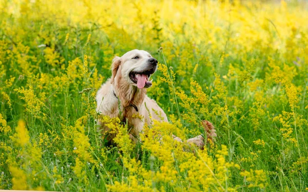 Çiçek tarlasında komik bir golden retriever — Stok fotoğraf