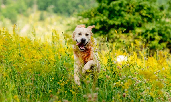 Funny golden retriever on flowering field — Stock Photo, Image