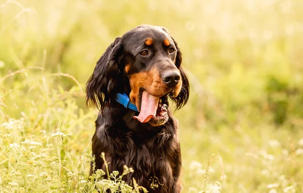 Scottish setter sitter i sommargräs — Stockfoto