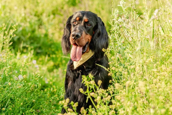 Gordon setter spacery na zewnątrz na polu — Zdjęcie stockowe