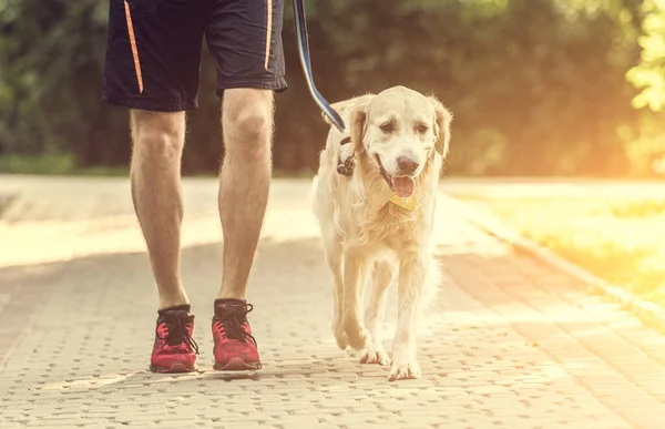 带着黄金猎犬跑过桥的人 — 图库照片