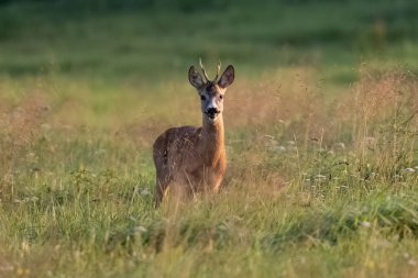Cepheden görülen Genç Geyik