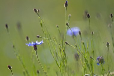 Çimenlere karşı kır çiçekleri güzel bir zemin oluşturur
