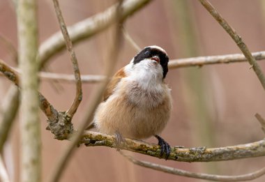 Eurasian Penduline Tit Bird Sings On A Tree