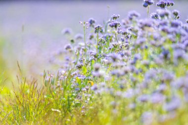 Phacelia Arılarla Çiçek Açtı