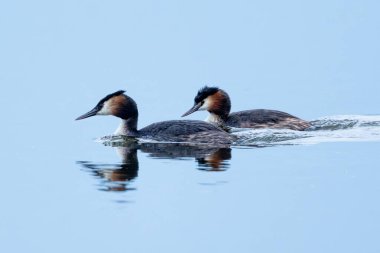 Büyük İbikli Yunus Kuşu Gölde Yüzüyor