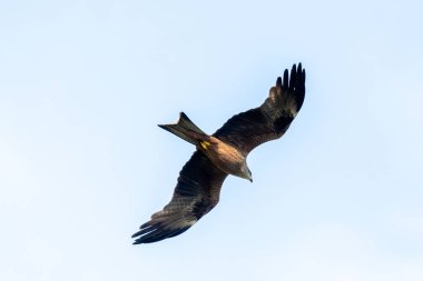 Gökyüzüne karşı uçan siyah uçurtma