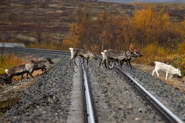 Norska Hjort Korsar Järnvägen Stockbild