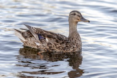 Bir dağ nehirde vahşi ördek Yüzme