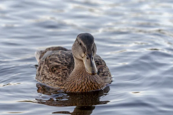 Canard sauvage nageant sur une rivière de montagne — Photo