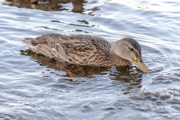 Canard sauvage nageant sur une rivière de montagne — Photo