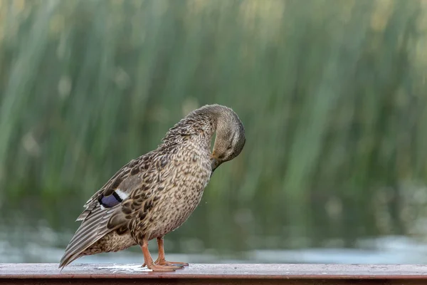 Velká kachna stojí blízko vody s zrající se pozadím — Stock fotografie
