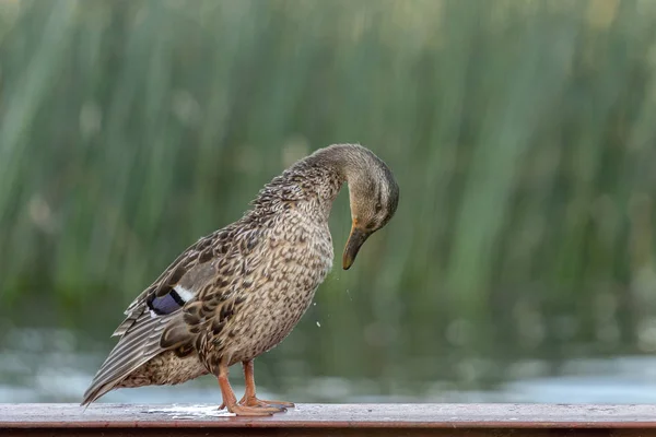Büyük ördek, suya yakın arka planda duruyor — Stok fotoğraf