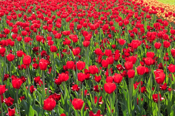 Mooie Rode Tulpen Gloeien Zonlicht Voorjaar Natuur Achtergrond — Stockfoto
