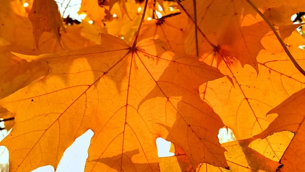 Rama Con Follaje Naranja Brillante Árbol Arce Otoño — Foto de Stock