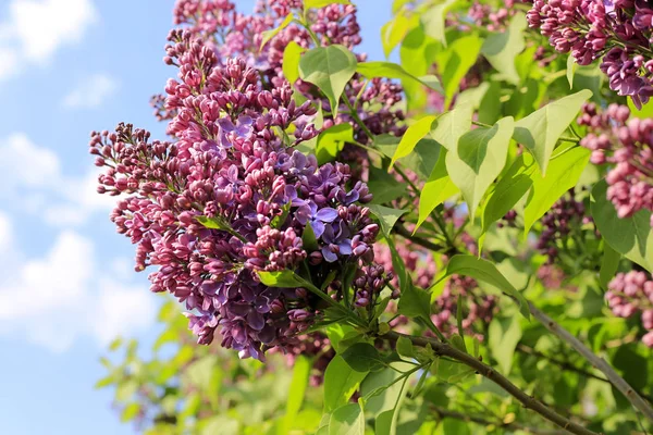 Beautiful Flowering Spring Lilac Branches Close Blue Sky — Stock Photo, Image
