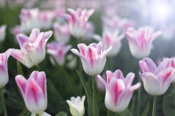 Mooie Witte Roze Delicate Tulpen Gloeien Zonlicht Close Natuurlijke Achtergrond — Stockfoto