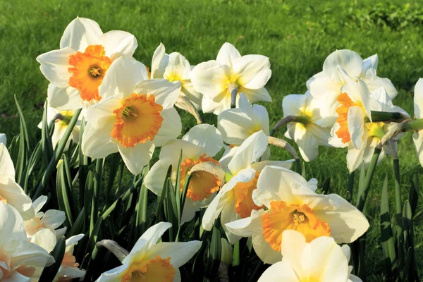 Крупный План Красивых Белых Цветов Весны Нарцисса — стоковое фото