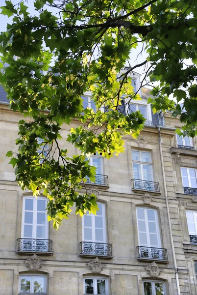 Ramas de árbol de primavera contra la fachada de un edificio antiguo típico — Foto de Stock