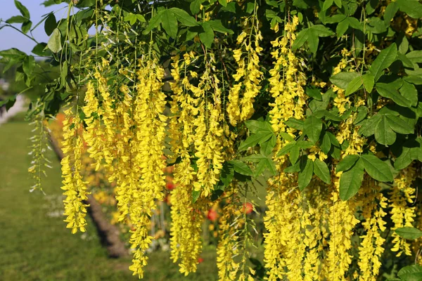 春の藤の花の美しい明るい黄色の花 — ストック写真