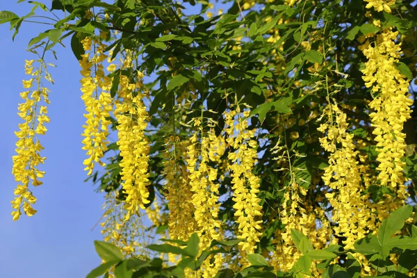 春の藤の花の美しい明るい黄色の花 — ストック写真