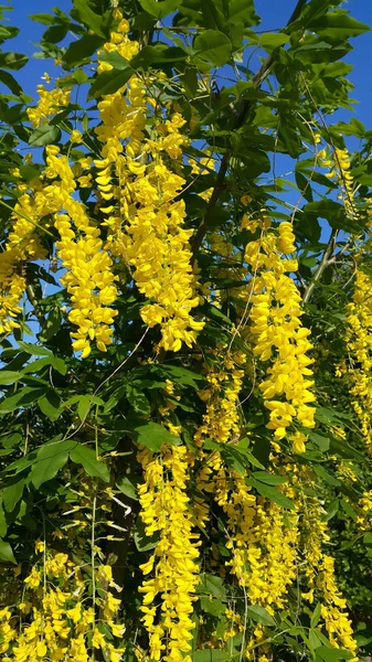 Belas Flores Amarelas Brilhantes Flor Wisteria Primavera — Fotografia de Stock