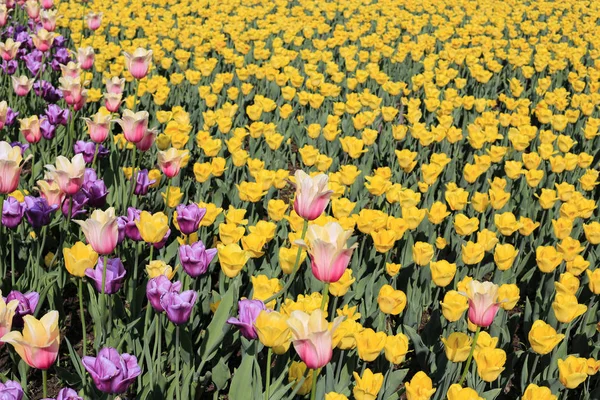 Vacker Naturlig Vår Bakgrund Med Massa Färgglada Ljusa Tulpaner — Stockfoto