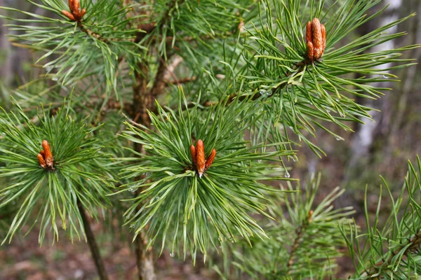 Ramas Árbol Coníferas Primavera Con Brotes Gotas Agua — Foto de Stock