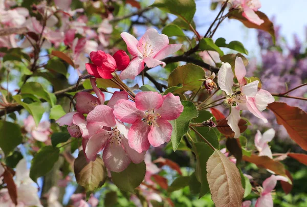 Branches Spring Tree Beautiful Pink Flowers Close — Stock Photo, Image