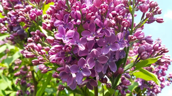 Gyönyörű Fényes Tavaszi Virágok Virágzó Orgona Bokor Közelkép — Stock Fotó