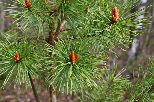 Branches Spring Coniferous Tree Sprouts Water Drops Stock Photo