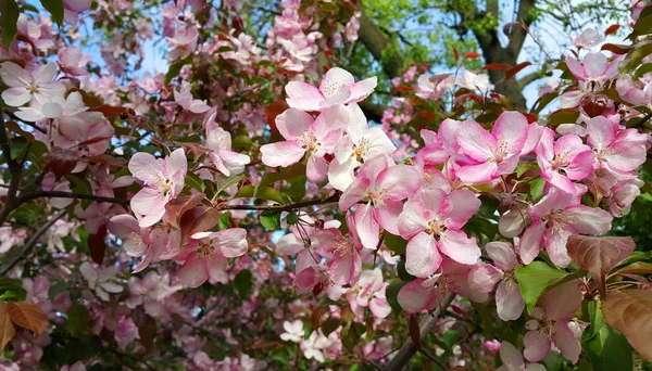 Branches Spring Apple Tree Beautiful Pink Flowers Close — Stock Photo, Image