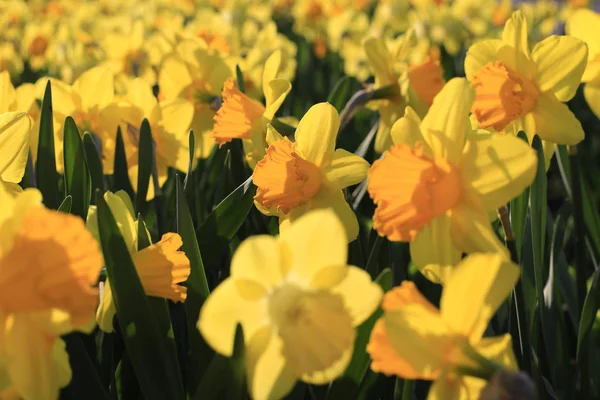 Крупный План Красивых Ярко Желтых Цветов Весны Нарцисс Вечернем Солнечном — стоковое фото