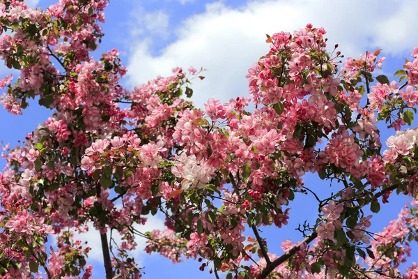 Zweige Des Frühlings Apfelbaum Mit Schönen Leuchtend Rosa Blüten Auf — Stockfoto