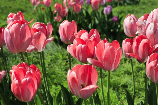 Mooie Heldere Roze Tulpen Close Zonnige Dag — Stockfoto