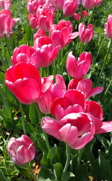 Красивые Ярко Розовые Тюльпаны Крупным Планом Солнечный День — стоковое фото