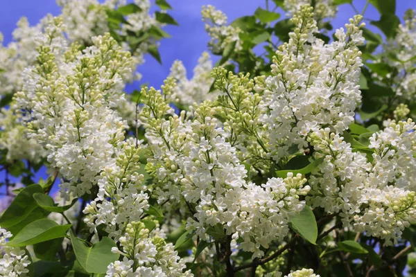 Belos ramos de primavera de floração arbusto lilás branco — Fotografia de Stock