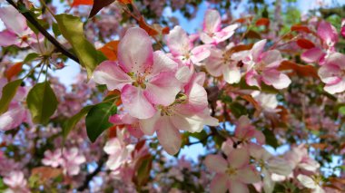 Güzel ile bahar elma ağacının dalları parlak pembe çiçekler, yakın çekim