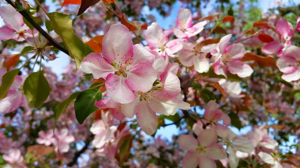Branches Spring Apple Tree Beautiful Bright Pink Flowers Close — Stock Photo, Image