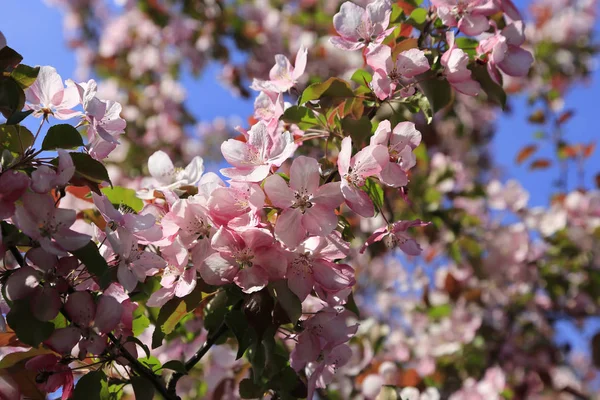 Branches Spring Apple Beautiful Pink Flowers Blue Sky Background — Stock Photo, Image