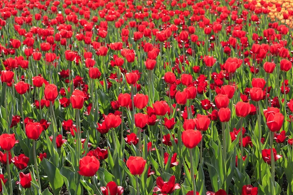 Mooie Rode Tulpen Gloeien Zonlicht Voorjaar Natuur Achtergrond — Stockfoto