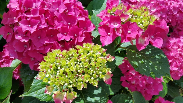 Vackra ljusa blommor av hortensia — Stockfoto