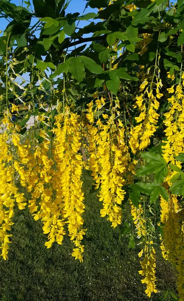 Belas Flores Amarelas Brilhantes Flor Wisteria Primavera — Fotografia de Stock