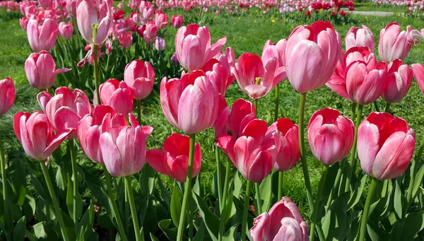 Beautiful bright pink tulips — Stock Photo, Image