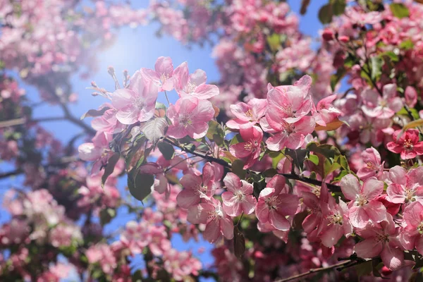 Branches Spring Apple Tree Beautiful Pink Flowers Blue Sky Background — Stock Photo, Image