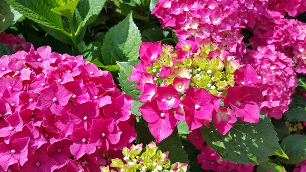 Närbild av vackra ljusa blommor av hortensia — Stockfoto